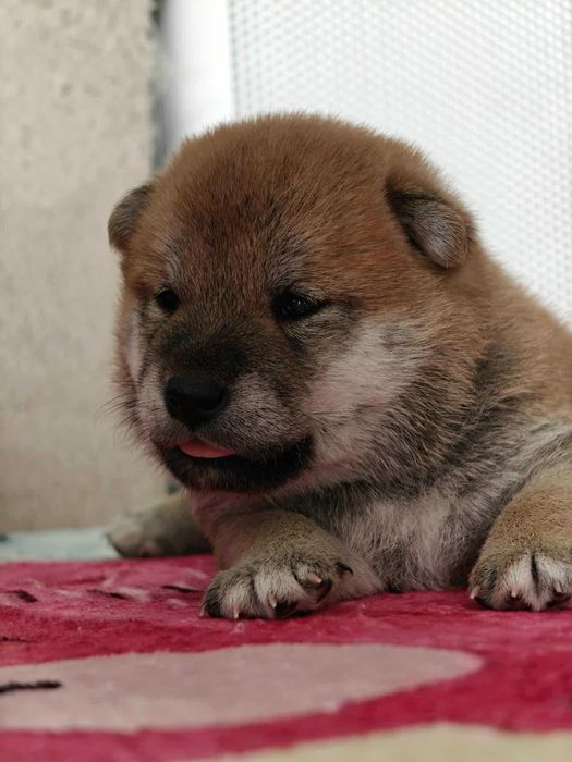 Shiba-śliczny chłopiec FCI/ZKwP