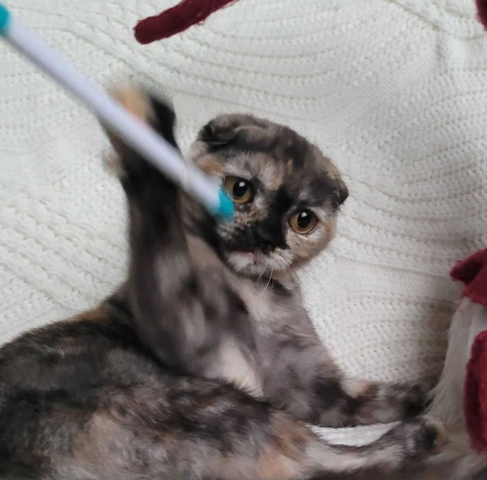 Супер милая девочка черепашка Скоттиш фолд из Киева