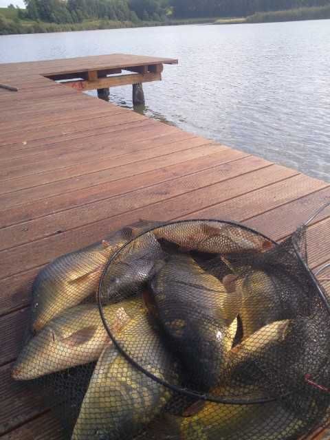 karp handlowy amur lin szczupak odłów połowa listopada