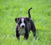 American Staffordshire Terrier Amstaff chłopak FCI