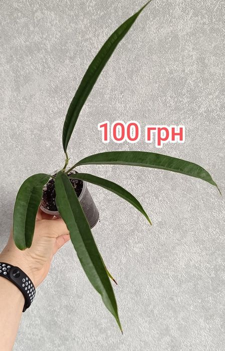 Дорослі фікус бонсай, та дітки Мокламе