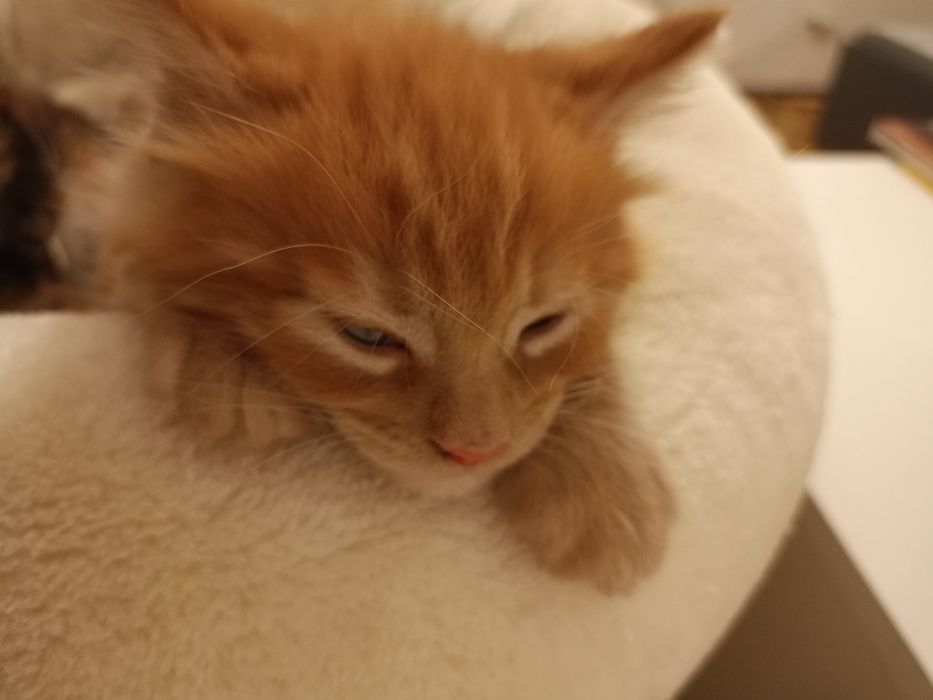 Kocurek Maine Coon Rodowód FPL