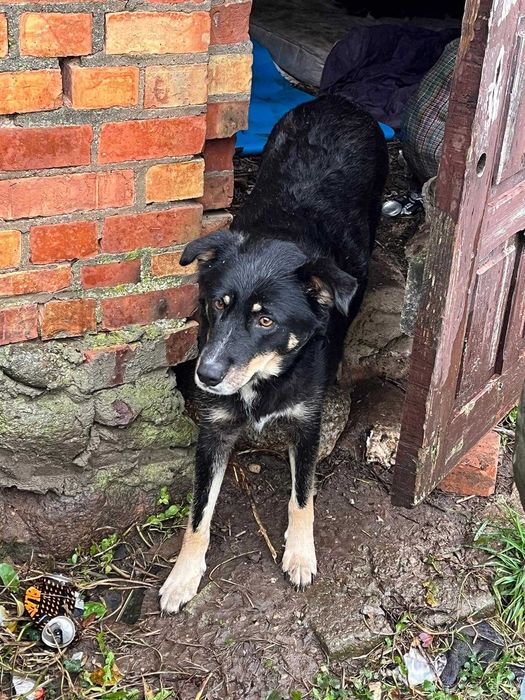 szczeniaki do adopcji