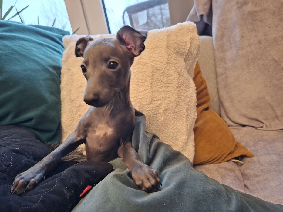 Charcik włoski  - szczenię