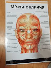 Обучающие анатомические плакаты для массажистов и косметологов.