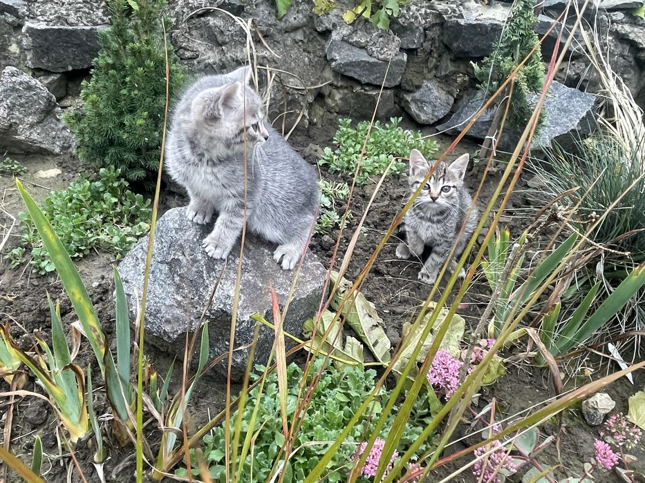 Подарую маленьких кошенят