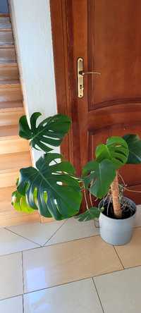 Monstera Kwiatek doniczkowy