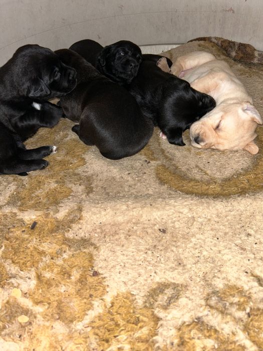 Macho arraçado de Labrador