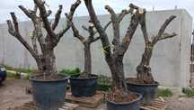 Oliveiras Jardim