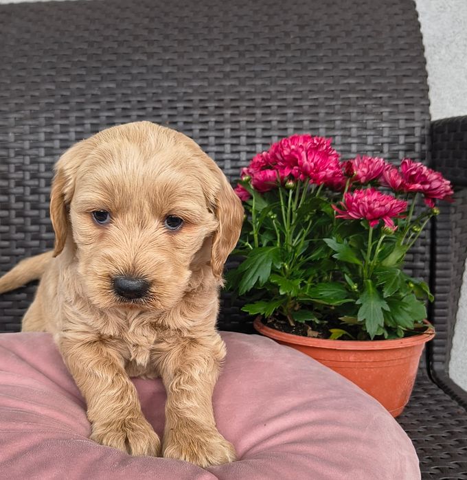 Goldendoodle , szczeniak , Rzeszów