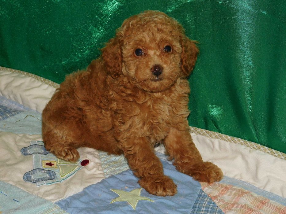 Красуня дівчинка той пудель