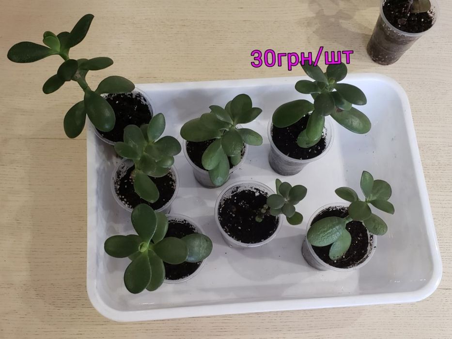 Грошове дерево, толстянка