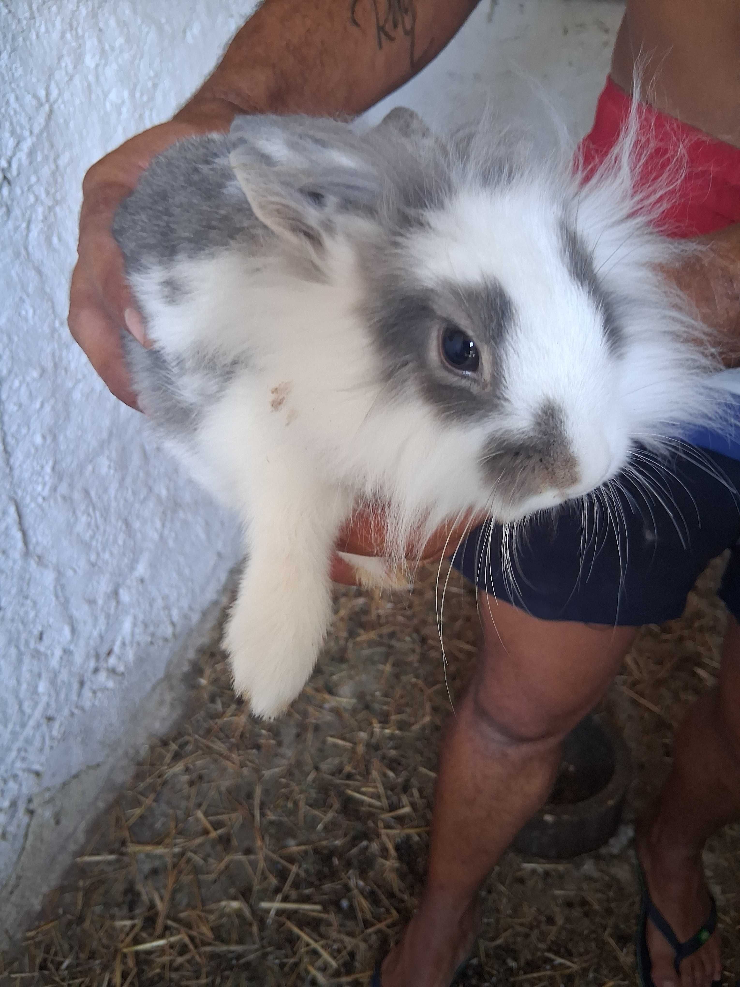 Coelhos de estimação