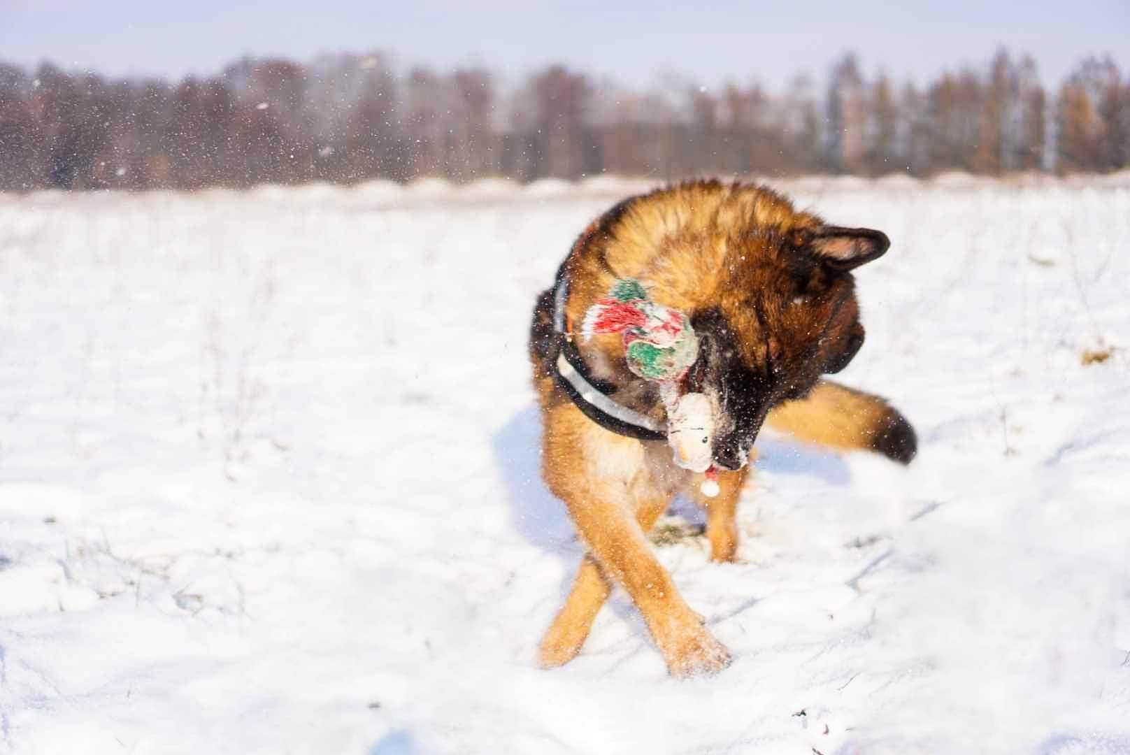 Ponad 2 lata w schronisku.. Reja w typie owczarka pilnie szuka domu!