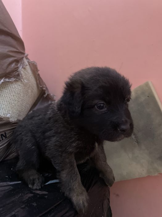 Szczeniaczki do adopcji