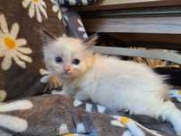 Ragdoll- dziewczynka seal bicolor