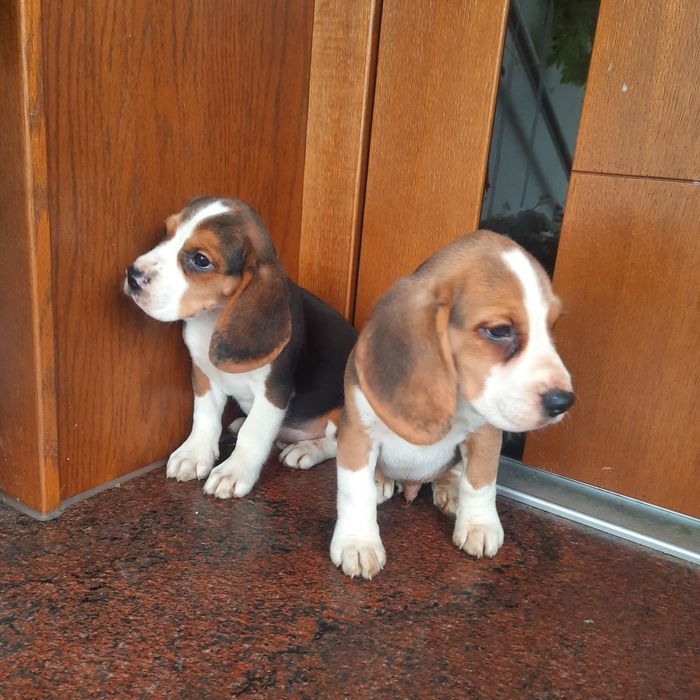 Sprzedam szczeniaka beagle pieska