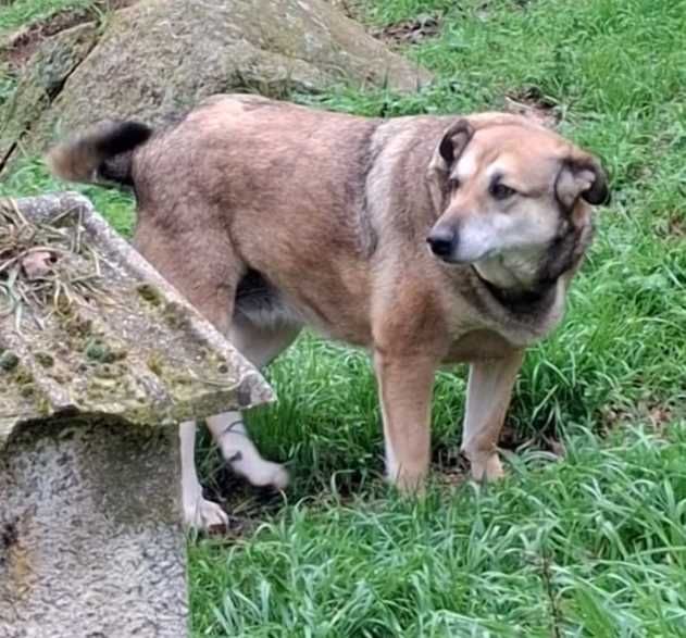 A PIPOCA está para adoção!