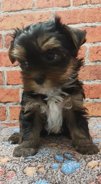 Chlopak yorkshire terrier