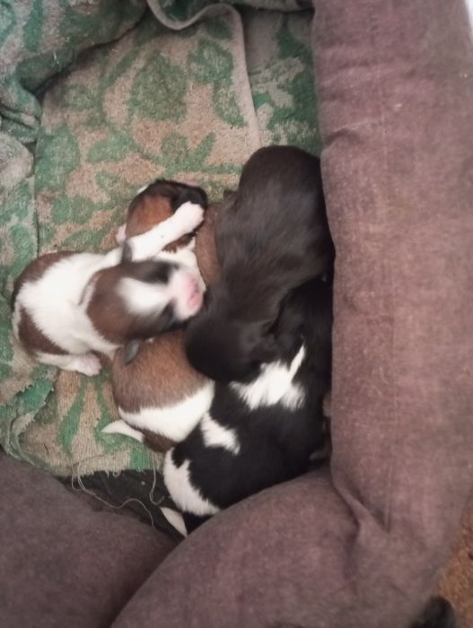 Продам щенков королівський пікінес