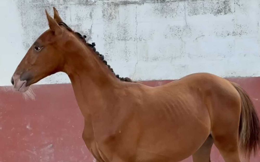 Poldra Luso Warmblood desportiva com 1.5 anos