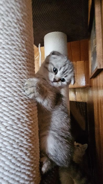 Шотландські кошенята