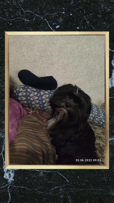 Мальчик породы цветная болонка ищет девочку для вязки