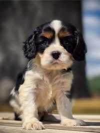 Cavalier King Charles Spaniel piesek do odbioru tricolor szczeniak