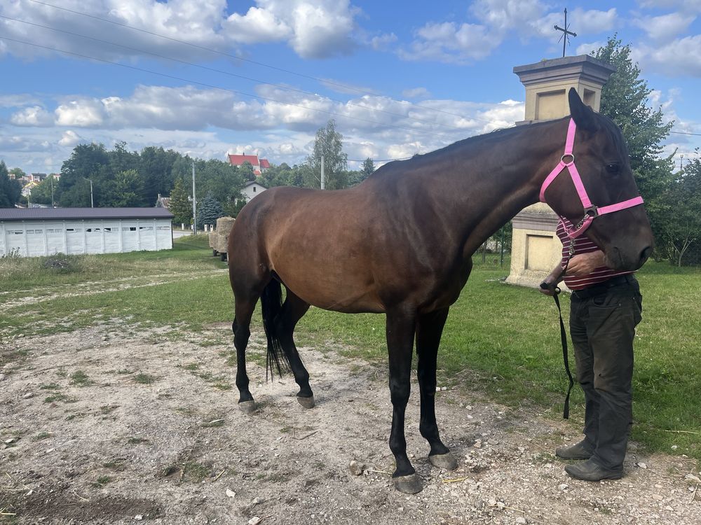Klacz SP Cena podlega negocjacji