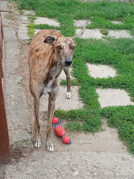 Chart Angielski Greyhound śliczny piesek