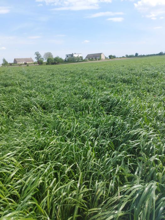 Mieszanka traw pastewna dużo masy na suche na torfy pastwiska kupkówka