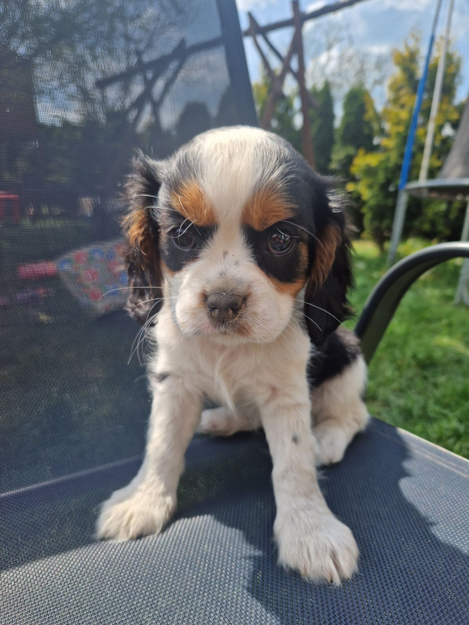 Cavalier king charles spaniel-suczka