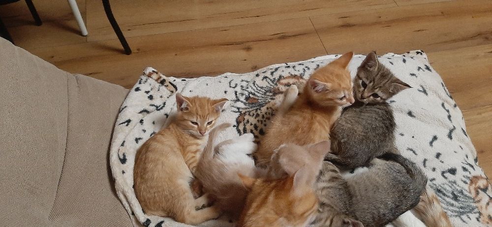 Коти , рудий кіт