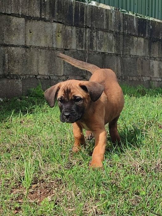 Cane Corso com lop e afixo
