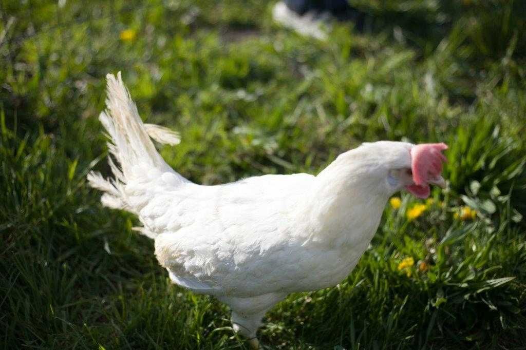 Kurki nioski Tetra tintet na jajko odchowana