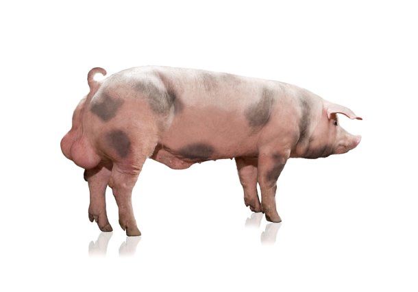 Штучне запліднення, сімя кнура