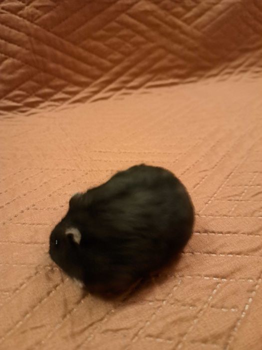 Oddam chomika dżungarskiego