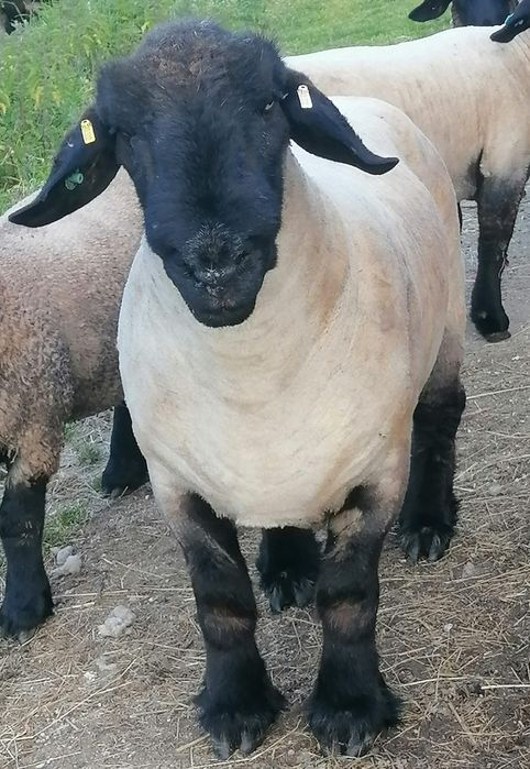 Ovelhas suffolk  certificadas