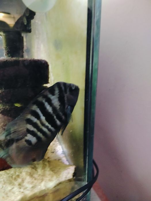 Za darmo Parka dobrana Pielęgnice Zebry.