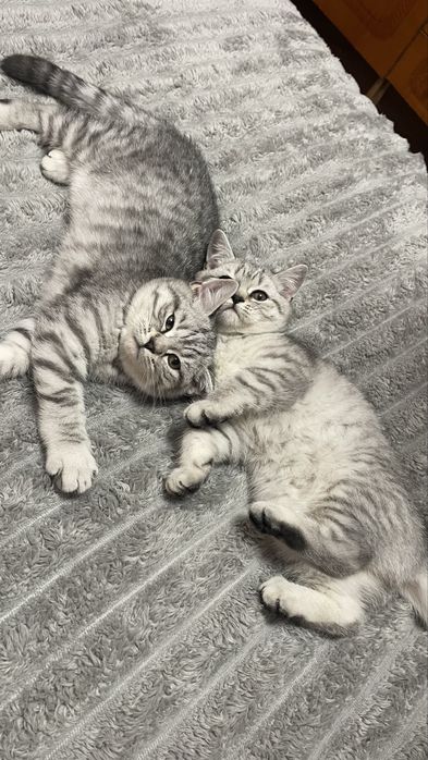 Scottish Fold and Scottish Straight