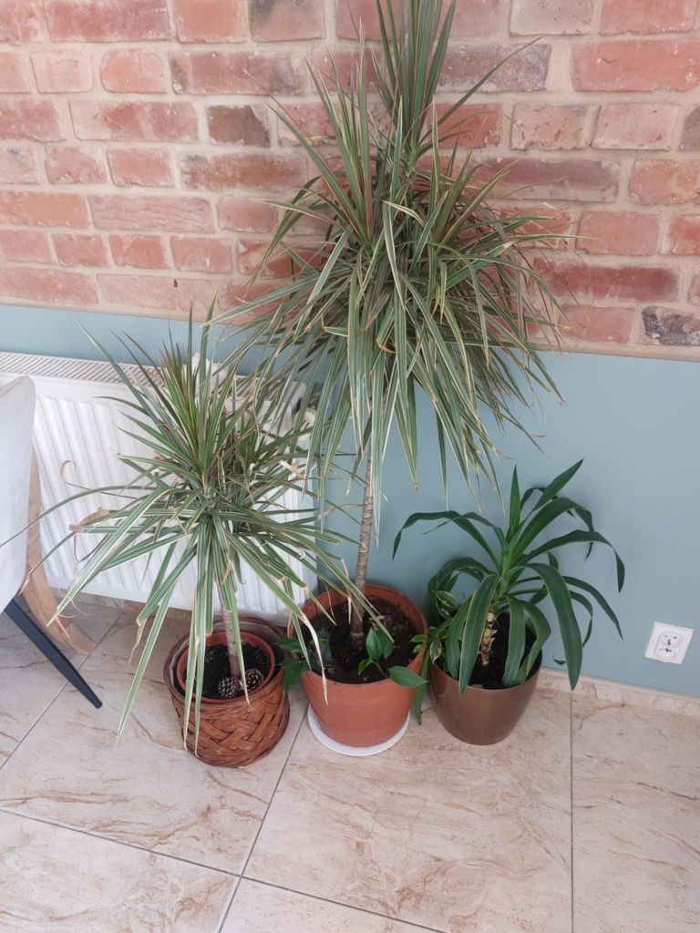 Dracena fikus Benjamina juka kwiaty doniczkowe całość