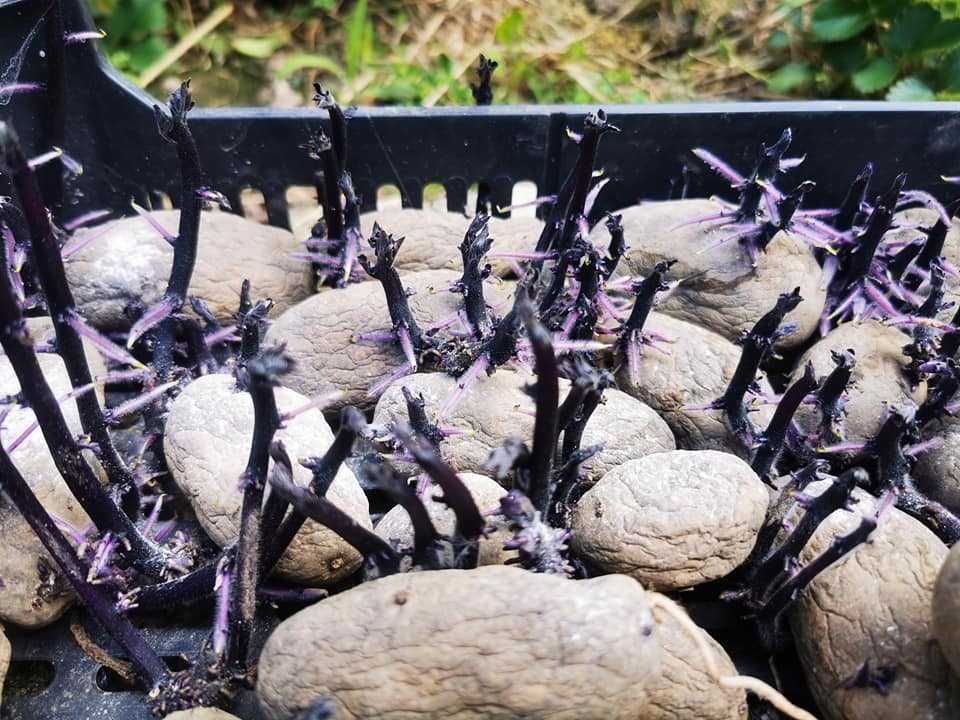 Batatas Pretas pra semear UMA ESPECIALIDADE Adaptado ao nosso clima