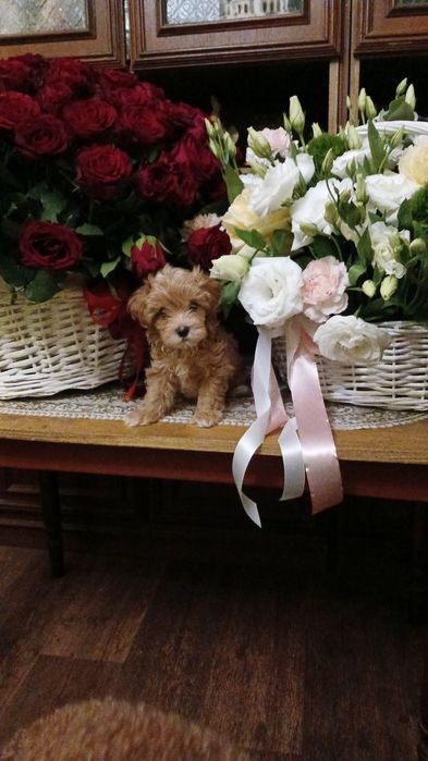 Щенята Мальтіпу хлопчики