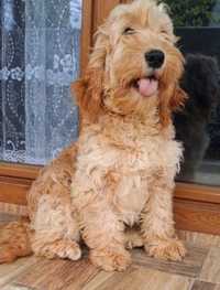 Cockapoo Pudel/Cocker Spaniel