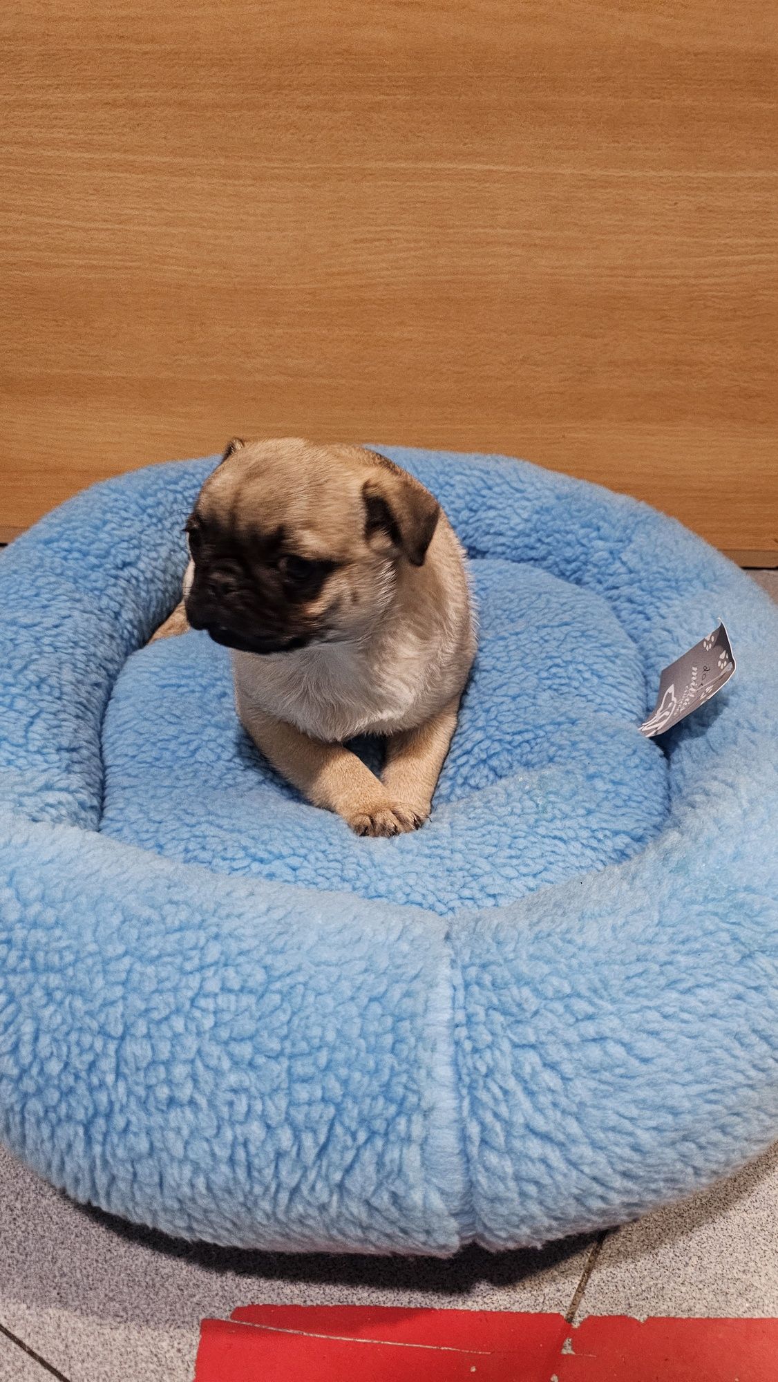 Pug Carlin macho