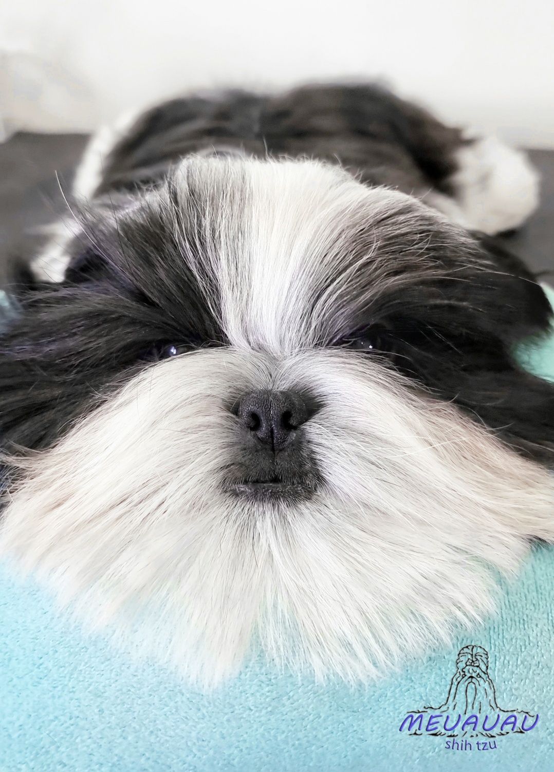 OPORTUNIDADE: Filhote Macho Shih Tzu