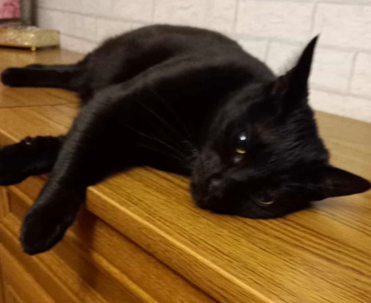 Koty poszukują domu! Koty do adopcji