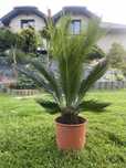 Cycas revoluta palma cykas