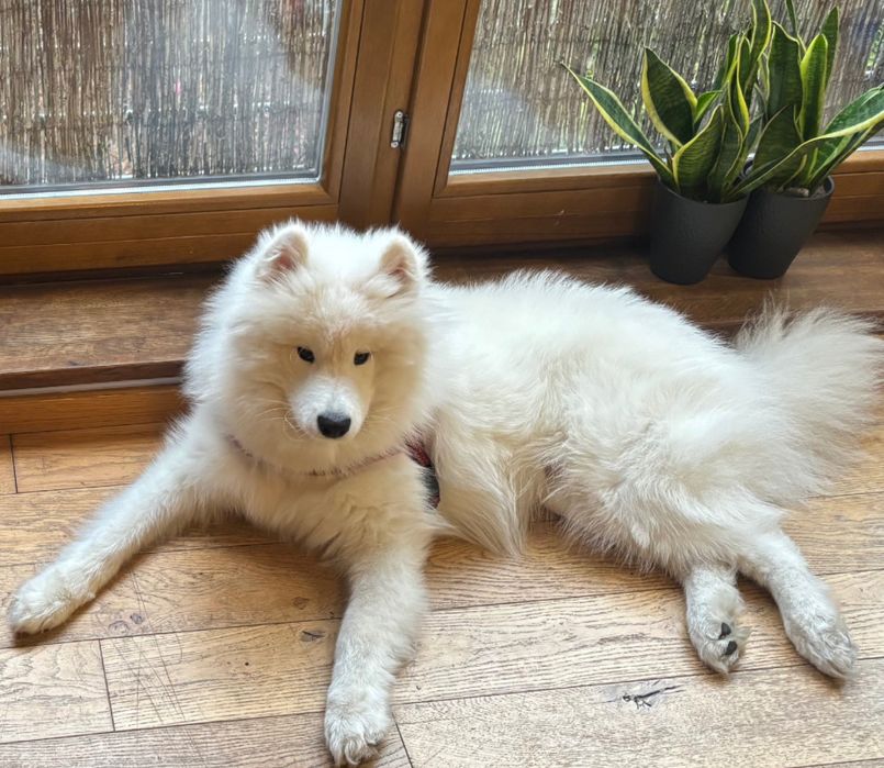 Roczny Samoyed do adopcji