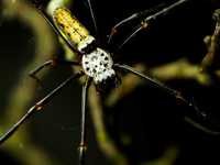 Nephila pilipes L4 Samica Prządka olbrzymia pająk